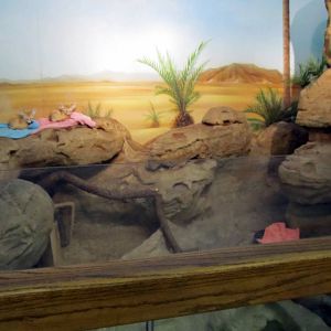 Fennec Fox Exhibit
