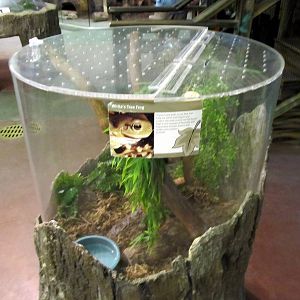 White's Tree Frog Exhibit