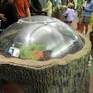 Gray Tree Frog Exhibit