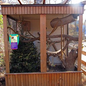 Gray Squirrel Exhibit