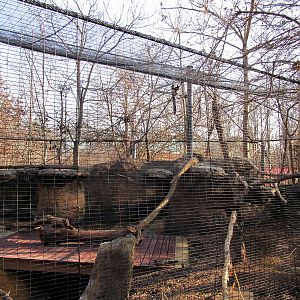 Black and White Ruffed Lemur Exhibit
