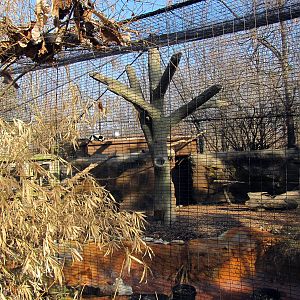 Black and White Ruffed Lemur Exhibit