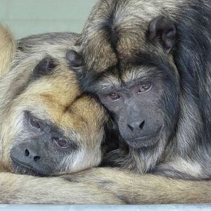 Howler Monkeys