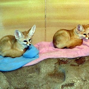 Fennec Foxes