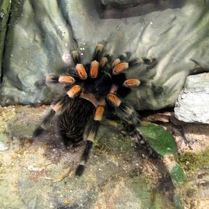 Red-knee Tarantula