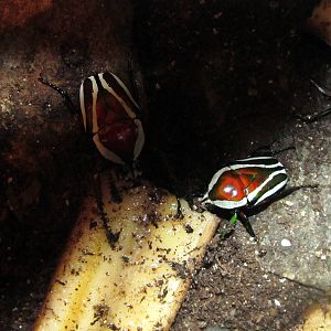 Derbyana Flower Beetle