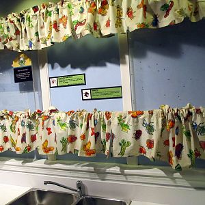 Kitchen Display: Housefly and Long-bellied Cellar Spiders