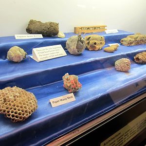 Wasp Nests