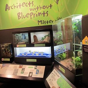Insect Architecture Display