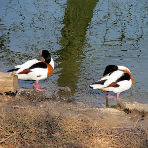 Common Shelducks