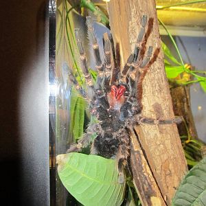 Brazilian Salmon Pink Birdeater