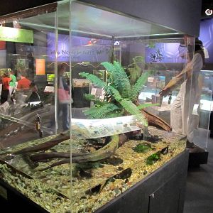 Semi-aquatic Insect Exhibit