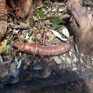 Giant Spiny Stick Insect