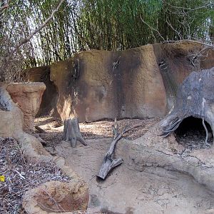 Bush Dog Exhibit
