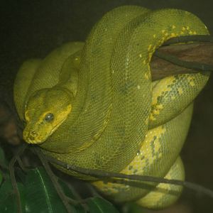 Green Tree Python, Manchester Museum; 21.09.2010