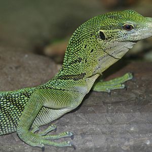 Emerald Tree Monitor, Manchester Museum; 21.09.2010