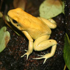 Terrible Poison-Dart Frog, Manchester Museum; 21.09.2010