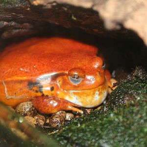 Tomato Frog, Manchester Museum; 21.09.2010
