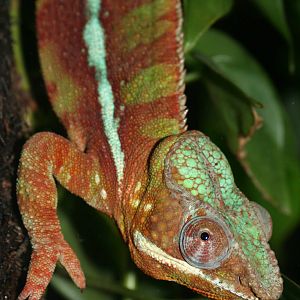 Panther Chameleon, Manchester Museum; 21.09.2010