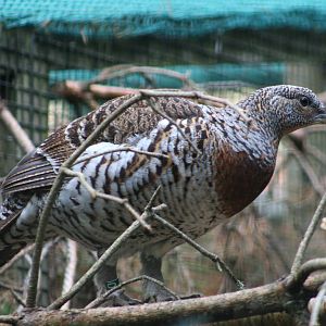 Female Capercaillie @ Highland Wildlife Park; 19.10.2010