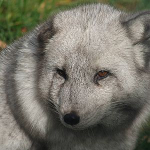Arctic Fox @ Highland Wildlife Park; 19.10.2010