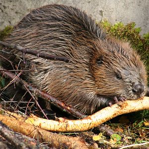 European Beaver @ Highland Wildlife Park; 19.10.2010