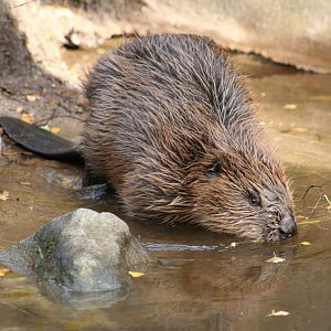 European Beaver @ Highland Wildlife Park; 19.10.2010