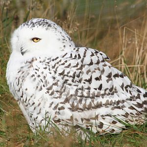 Female Snowy Owl @ Highland Wildlife Park; 19.10.2010