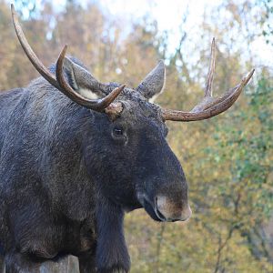 Male European Moose @ Highland Wildlife Park; 19.10.2010