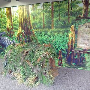 Swampland - Gator Hole