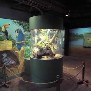 Swampland - Green Iguana Exhibit