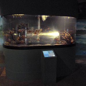 Swampland - Piranha Exhibit