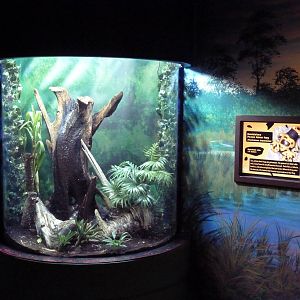 Swampland - Poison Dart Frog Exhibit