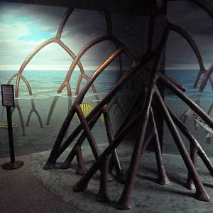Swampland - Mangrove Roots