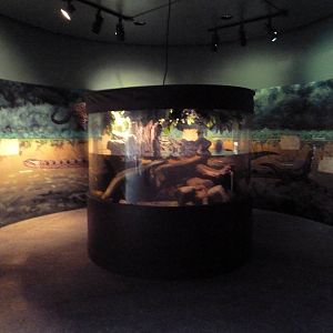 Swampland - Green Anaconda Exhibit