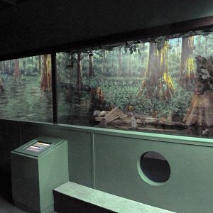 Swampland - American Alligator Exhibit