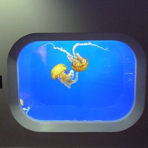 Sea Nettle Exhibit