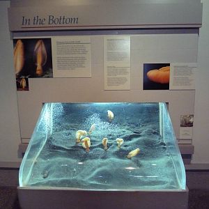 Sea Pen Exhibit