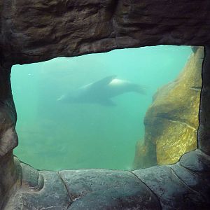 California Sea Lion/Harbour Seal Exhibit