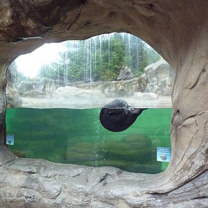 Sea Otter Exhibit