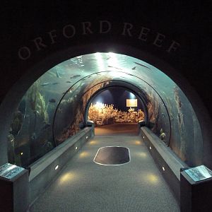 Orford Reef Tunnel