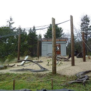 Turkey Vulture Exhibit