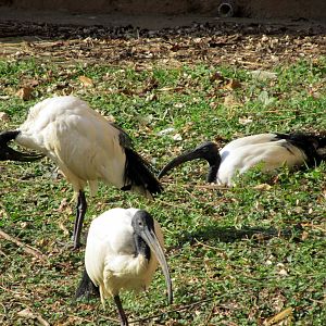 Sacred Ibises