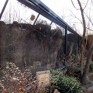 Carmine Bee-eater Aviary