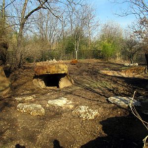 Red River Hog/Beat-eared Fox Exhibit