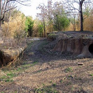 Spotted Hyena Exhibit