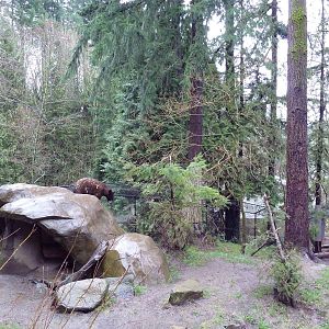 Great Northwest - American Black Bear Exhibit