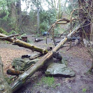 Great Northwest - Bobcat Exhibit