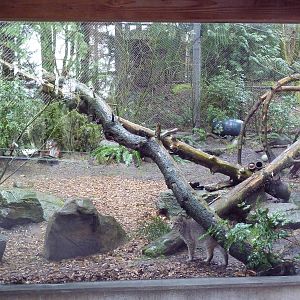 Great Northwest - Bobcat