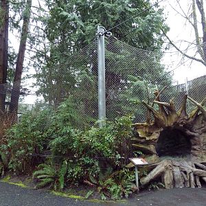 Great Northwest - Bobcat Exhibit